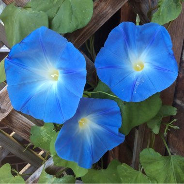 Morning Glory 'Heavenly Blue'