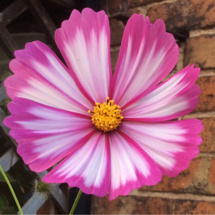Plant image Cosmos Bipinnatus 'Capriola'