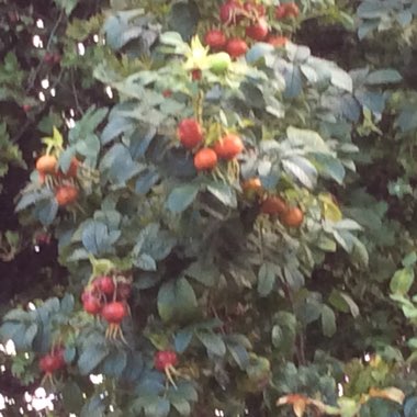 Pat's garden