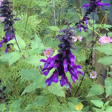 Sage 'Amistad'