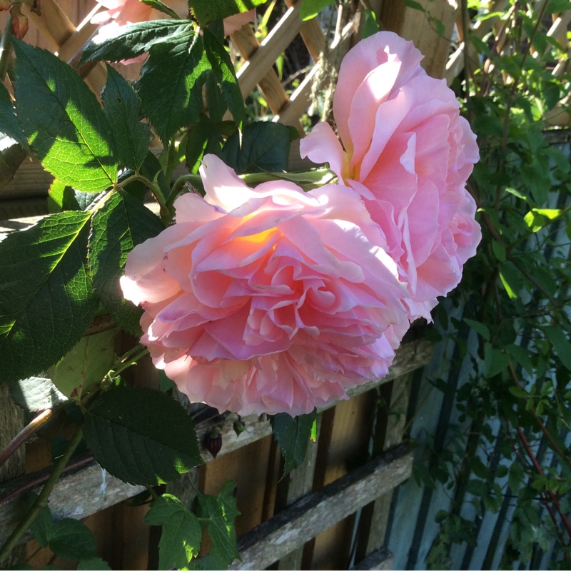 Plant image Rosa 'Ausled' syn. Rosa 'A Shropshire Lad'