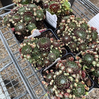 Sempervivum Arachnoideum Emily