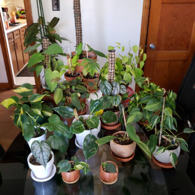plant image 1458359