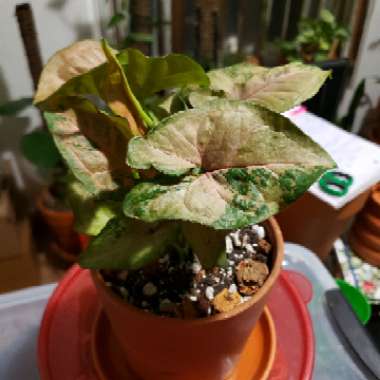 Syngonium Podophyllum 'Pink Flecked'