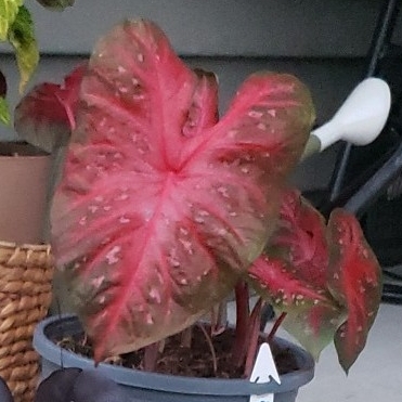 plant image 1598145