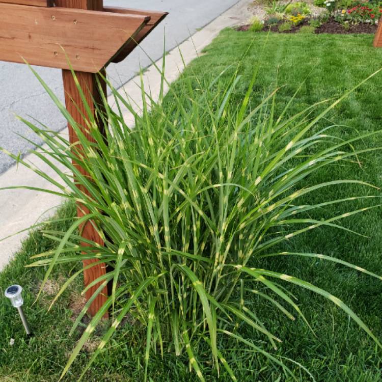 Plant image Pennisetum alopecuroides 'Weserbergland'