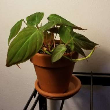 Philodendron micans