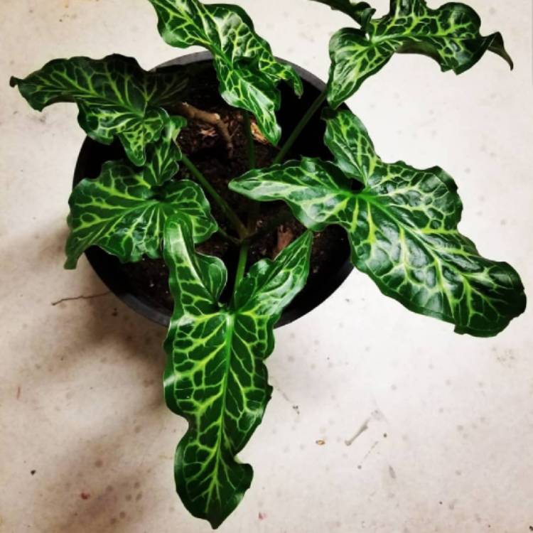 Plant image Arum italicum 'Pictum'