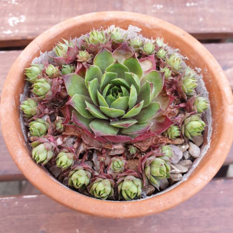 plant image 1021487