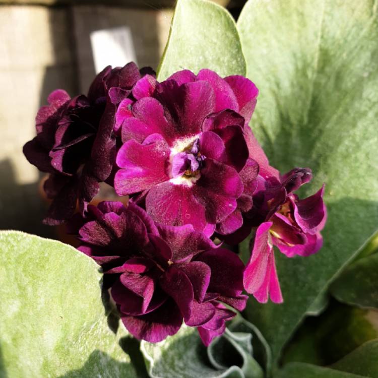 plant image 1022413