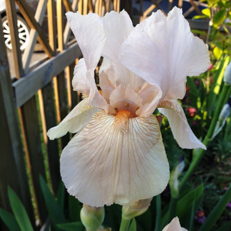 plant image 1032116