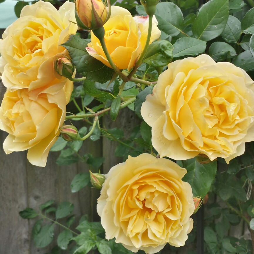 plant image 111136 plant image 111136