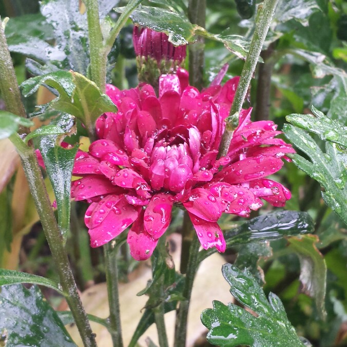 Plant image Chrysanthemum 'Smokey Purple'