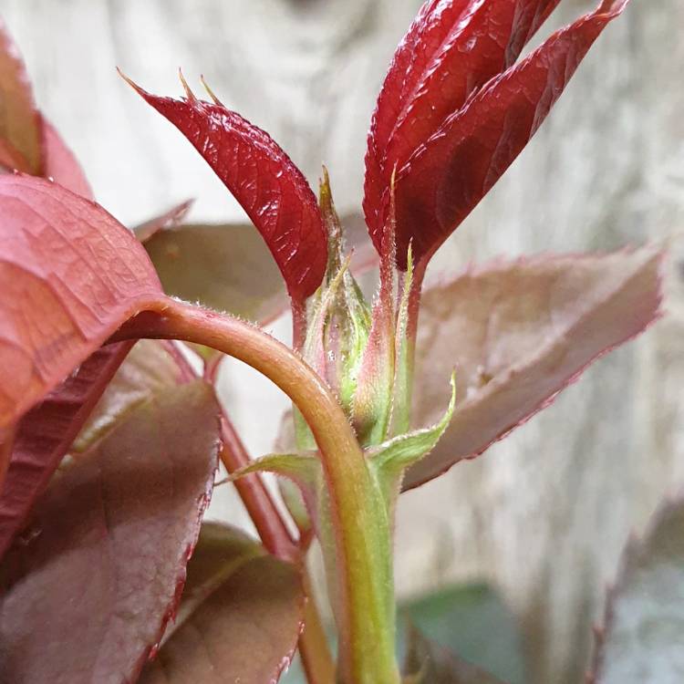 Plant image Rosa 'Leaping Salmon'