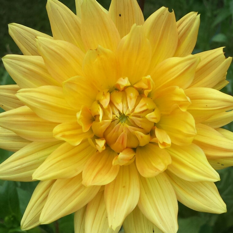 Plant image Dahlia 'Noordwijks Glorie'
