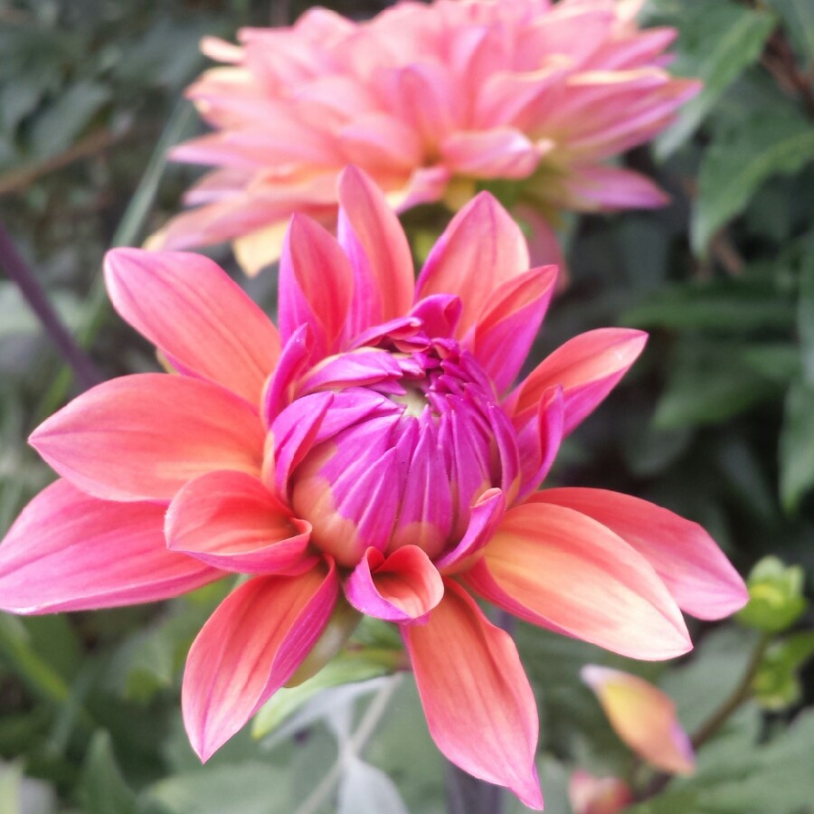 Dahlia 'American Dawn'