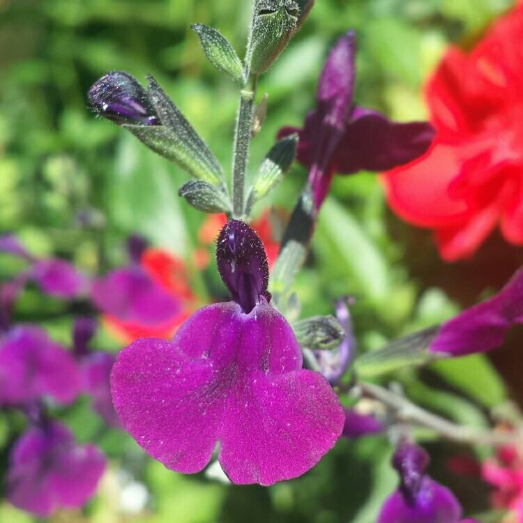 Plant image Salvia x jamensis 'Nachtvlinder'