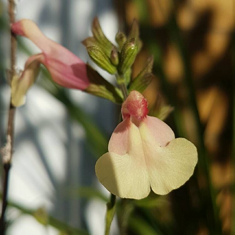 plant image 261410