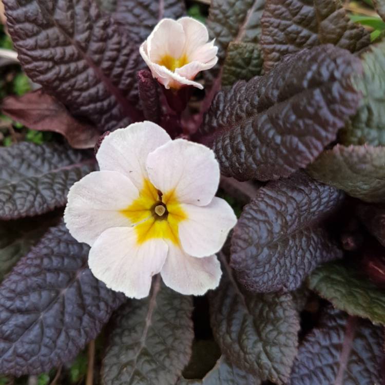 plant image 324966