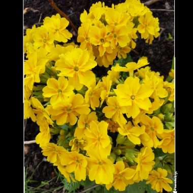 Primula