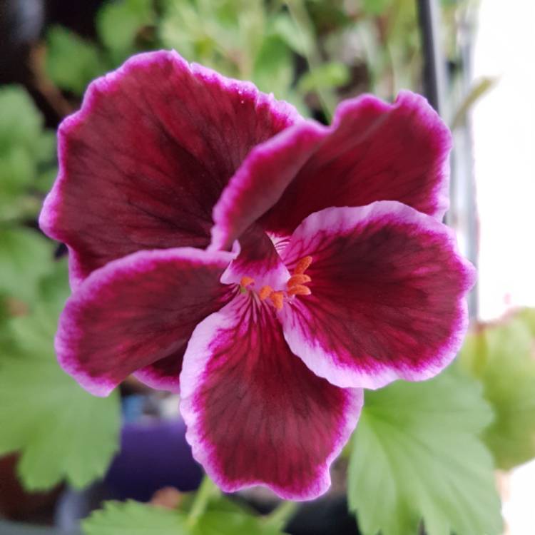 plant image 325884