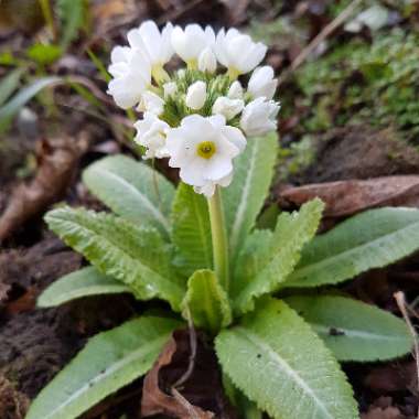 Primula denticulata