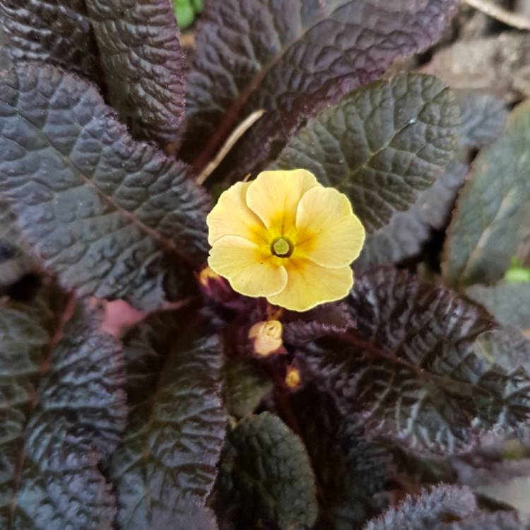 plant image 334736