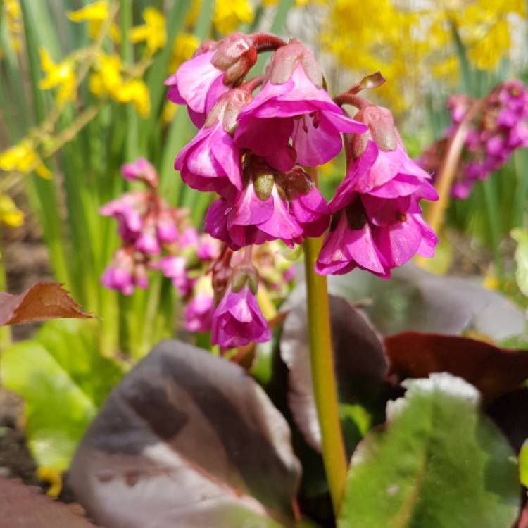 Plant image Bergenia 'Overture'