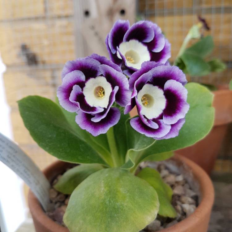 plant image 364033