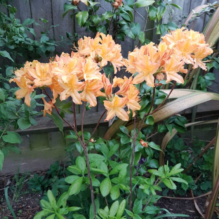 Plant image Rhododendron 'Klondyke'