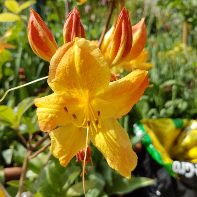 plant image 376061