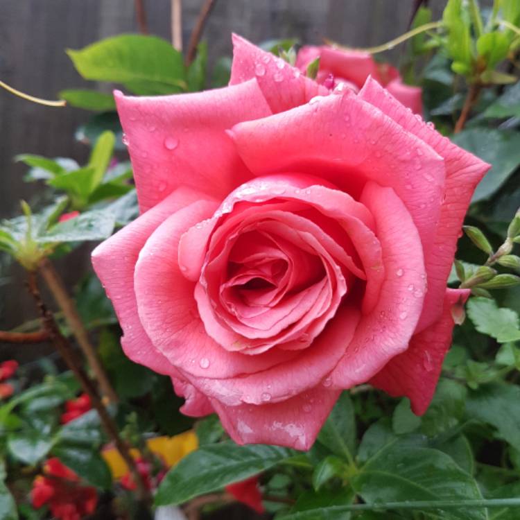 Plant image Rosa 'Leaping Salmon'