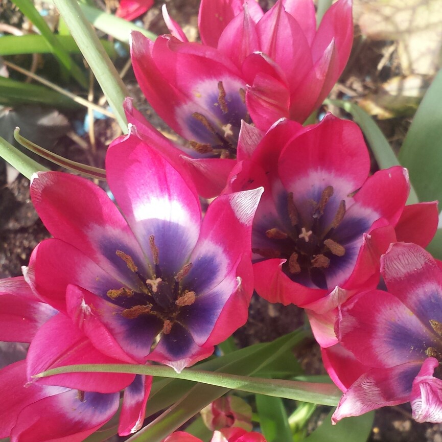 Plant image Tulipa 'Little Beauty' syn. Tulipa humilis 'Little Beauty'