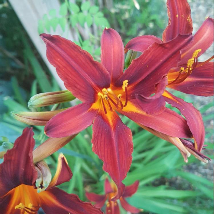 plant image 462323