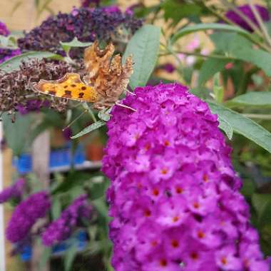Buddleja