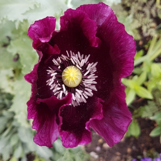 Plant image Papaver somniferum 'Black Beauty'