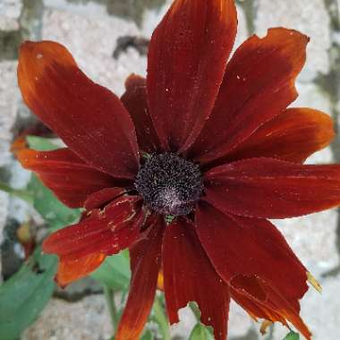 Rudbeckia hirta 'Cherry Brandy'
