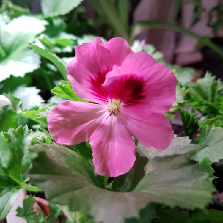 plant image 602847