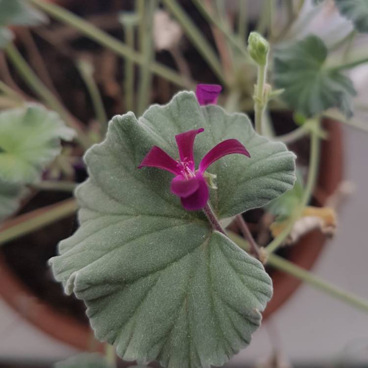 Plant image Pelargonium sidoides syn. Pelargonium sidifolium