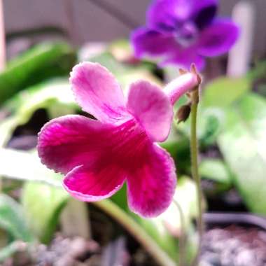 Streptocarpus 'Caitlin'