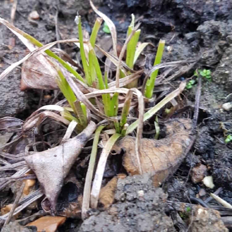 plant image 643721
