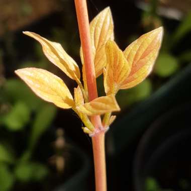Cornus sanguinea 'Winter flame'
