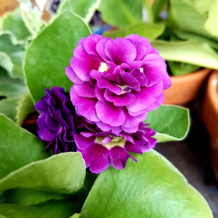Plant image Primula auricula 'Purple Pip'