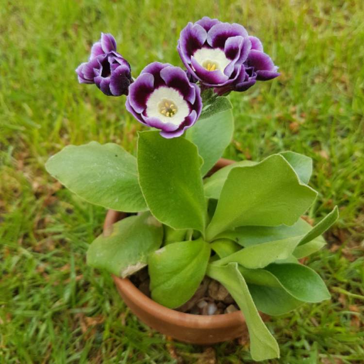 plant image 675225