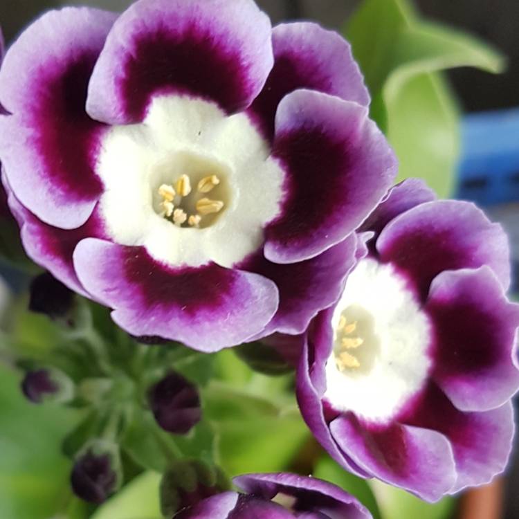 plant image 676216