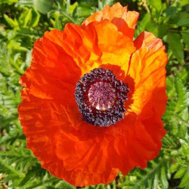 Papaver orientale 'Allegro'