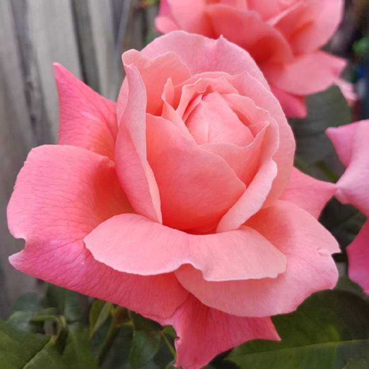 plant image 717511