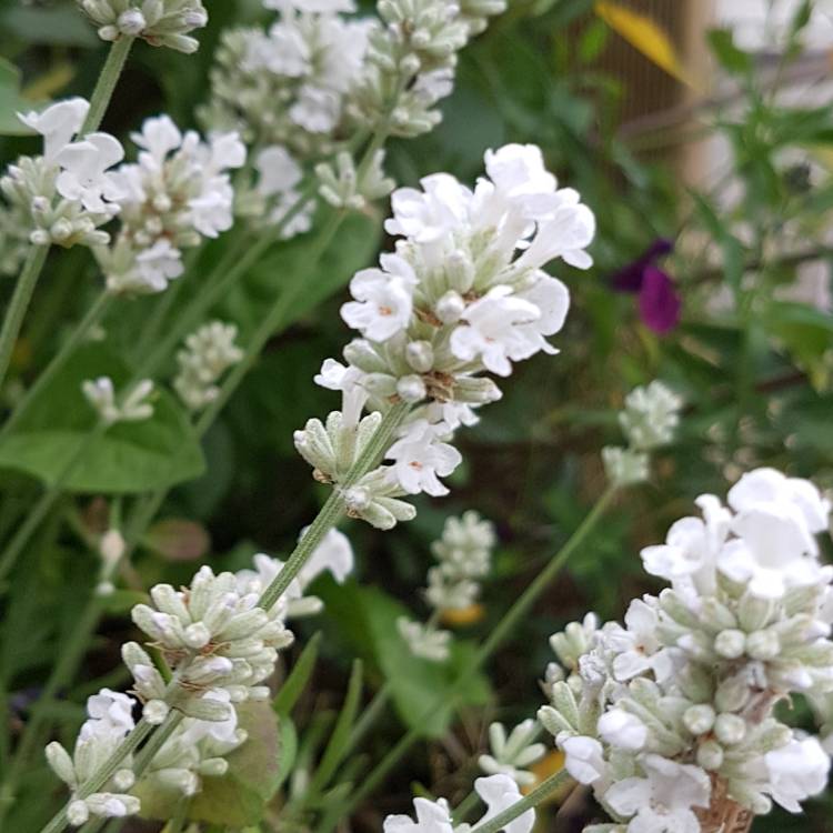 plant image 749637