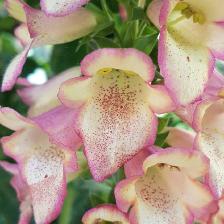 Plant image Digitalis Illumination Series