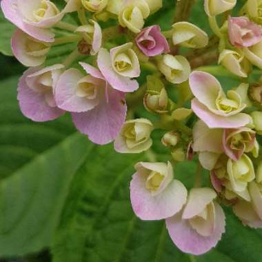 Hydrangea macrophylla 'Love'